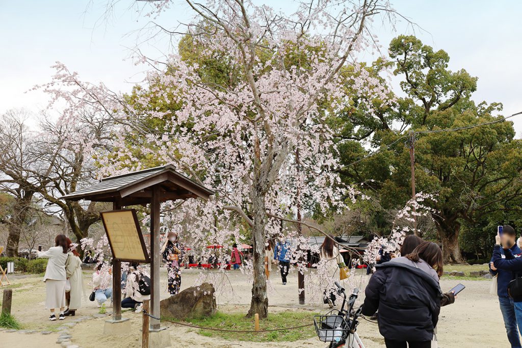 ▲円山公園の桜