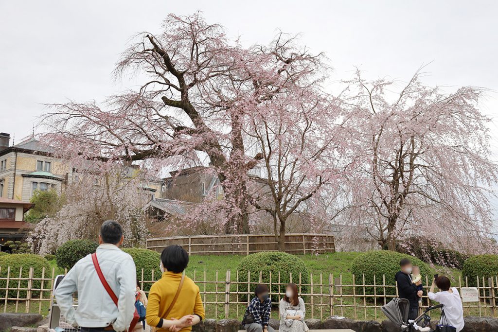 ▲円山公園『祇園しだれ桜』